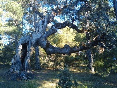 carrasca-penascosa